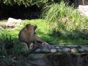 Yawning or snarling?
